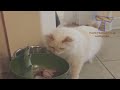 Cats, funniest creatures in animal kingdom - Funny cat compilation