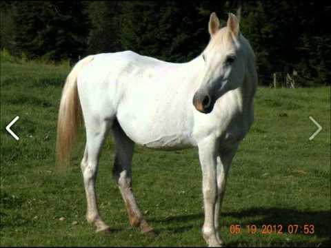 7 Saves 7 Winter Equine Neglect Expansion Project