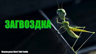 Загвоздка ( Prickly Jam) Мультфильм На Русском Языке | Short Talk Studio