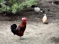 cock