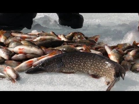 рыбалка сетями на крупную рыбу рыбалка сетями на крупную рыбу