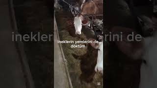 Hayvan Besleme Part 2