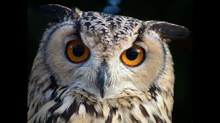 サラとソロモンー5「巨大な鳥」