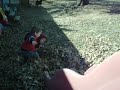 playin in a big pile of leaves 1