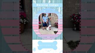Raising Indigo Ep. 2 Grandmas House Surprise Over The River & Through The Woods
