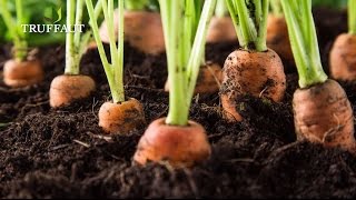 Comment semer des carottes ? - Truffaut
