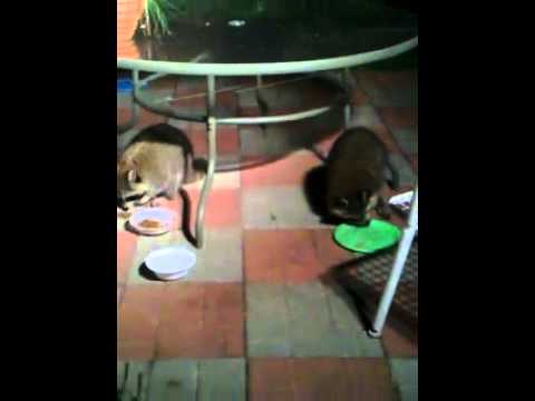Racoons at my house jokes