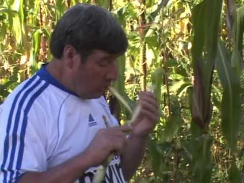 VIRGEN ORQUESTA virgen orquesta: