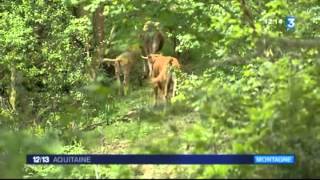 Vaches Betiso Au Mondarrain