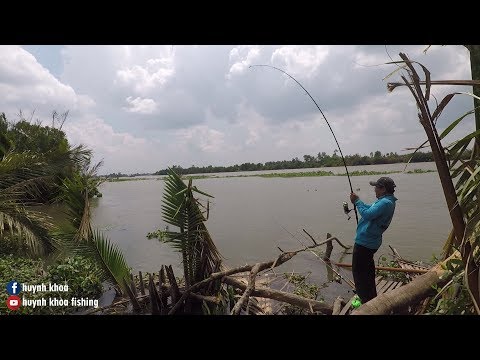 TRÃI NGHIỆM CÂU CÁ TRA KHỦNG SÔNG VÀM CỎ TÂY LONG AN