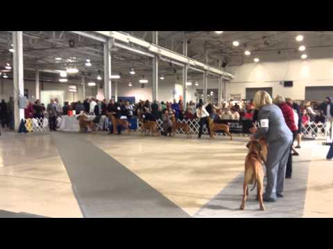 National Dog Show Philadelphia Youtube National Dog Show Philadelphia Youtube