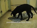 AKC Scent Discrimination - Three Metal Articles - Labrador Puppy