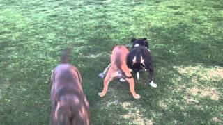 Staffordshire Bull Terrier