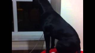 Roxy The Staffordshire Bull Terrier