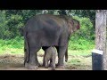 Cutest Baby Elephant Running to its Mom After Sensing Danger