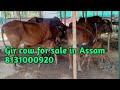 gir cow for sale