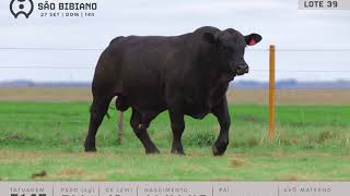 LOTE 39 - TOUROS BRANGUS - LEILÃO VIRTUAL SÃO BIBIANO 2020