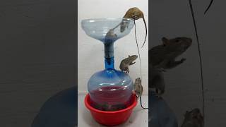 Idea For Making A Simple Mouse Trap From Old Household Items #Rattrap #Rat #Mousetrap #Shorts