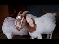 boergoat farming