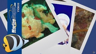 Painted Frogfish How To Build A Species-Specific Aquarium