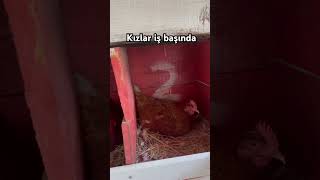 Kızlar Iş Başında.