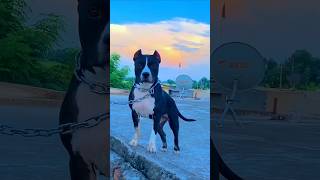 Pitbull Puppy Kharid Liya