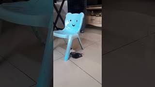Zizi