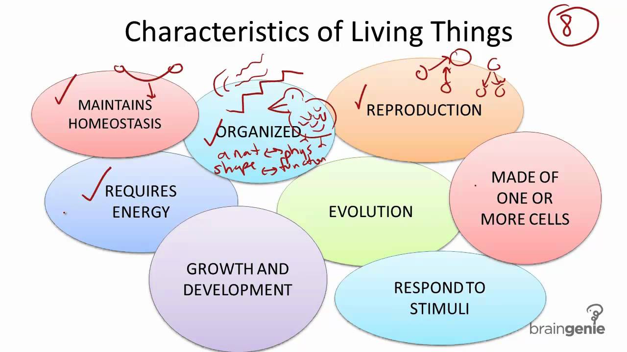 8 characteristics of life