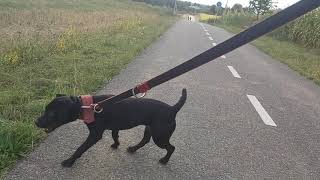 Northumberland Terrier Ancestor To Modern Earth Terriers Such As Border, Patterdale & Fell Terriers