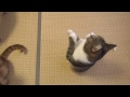 おやつちょうだい！可愛い猫のおねだり Cute Cat Begging for Fish Treats