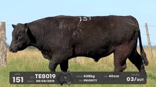 LOTE 151 - TOUROS ANGUS - LEILÃO SÃO BIBIANO 2021