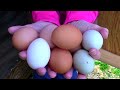 How to Store Chicken Eggs Prior to Incubation | How to Get a More Successful Hatch Rate