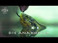 Die gefährlichsten Tiere des Amazonas: Die Anakonda I Dokumentation