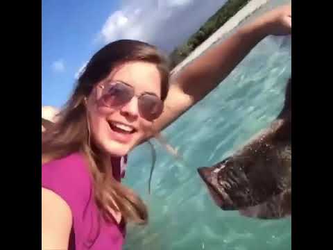 Top 200 Highlights of Animals - VERY FUNNY ANIMALS