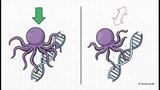 How Intrinsically Disordered Regions Tune Transcription Factor Dynamics
