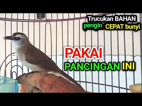 Pancingan trucukan BAHAN malas bunyi macet bunyi agar rajin bunyi dan gacor setiap hari