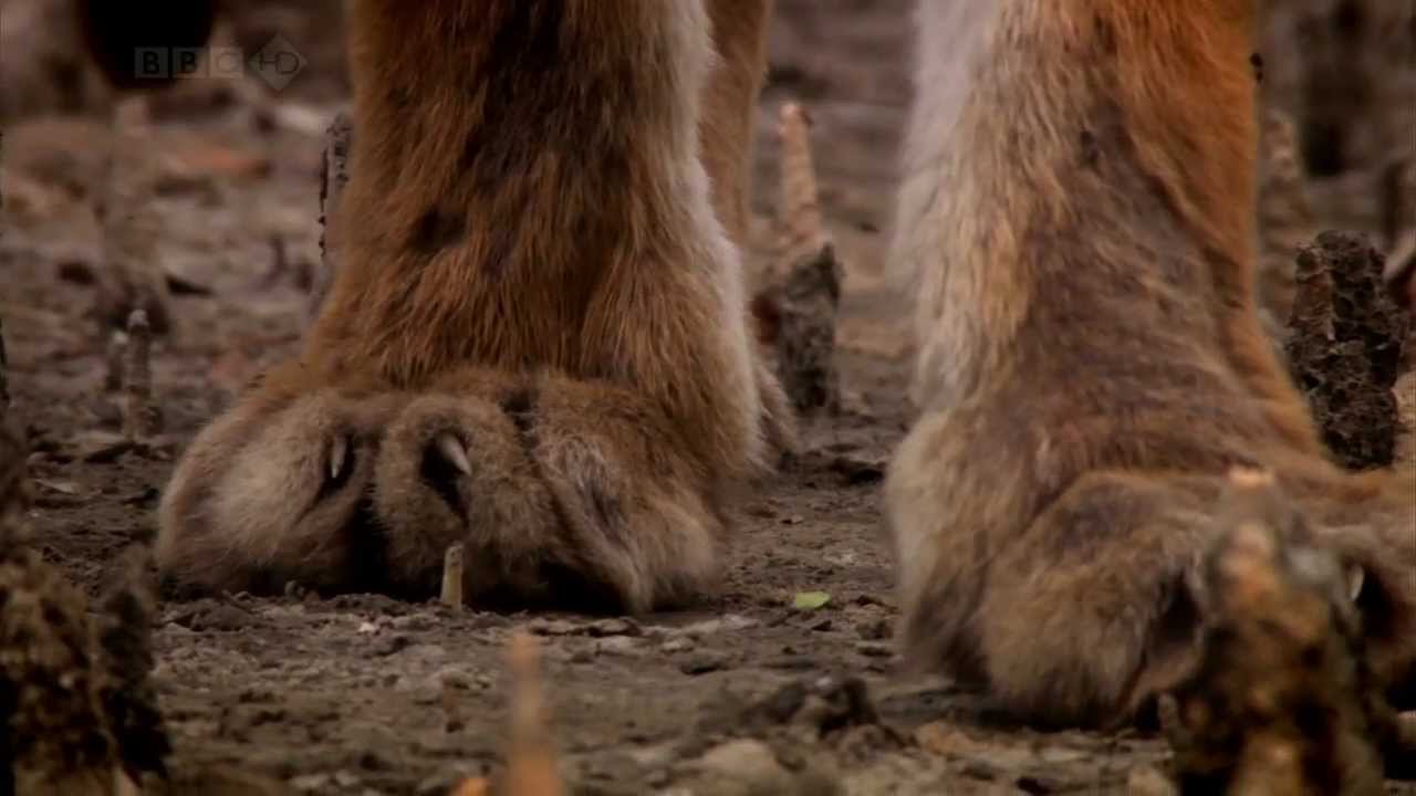 Man eating Tigers of the Sundarbans - YouTube