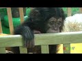 아기 침팬지 ( Baby Chimp )