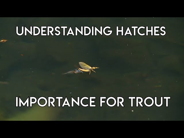 Watch Hatches - Understanding Caddis, Mayfly, Midge & Stonefly Hatches on YouTube.