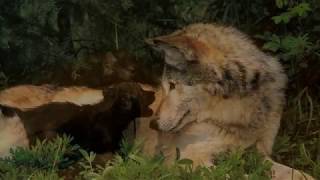 Волчонок - волк исп. Виват Басов