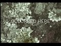 Lichen