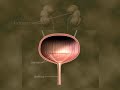 Micturition