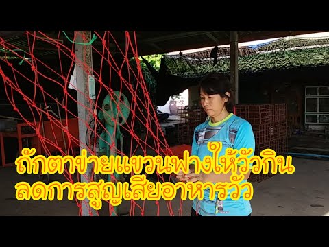 ถักตาข่ายแขวนฟางให้วัวกิน ลดการสูญเสียอาหารวัว