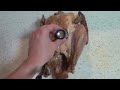 How To Stuff a Turkey