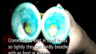 300 Birds Saved from Cruel Pet Trade!
