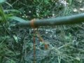 trampa para aves