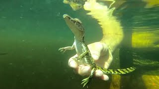 Cuban Scientists Race To Save The Worlds Rarest Crocodile