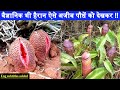 बैज्ञानिक भी हैरान ऐसे अजीब पेड़ को देखकर | TOP 10 WEIRD PLANTS IN THE WORLD