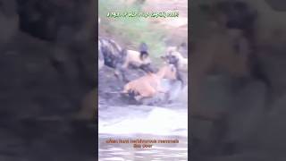  Wild Dogs Brutally Hunting A Deer