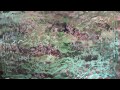 ambient